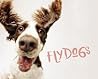 Flydogs Todd R Berger detail